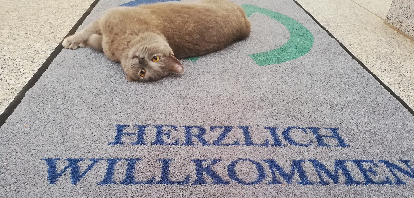 Die graue Hauskatze bei Lehleiter + Partner in Dresden liegt entspannt auf dem Teppich am Eingang mit der Aufschrift: Herzlich Willkommen.